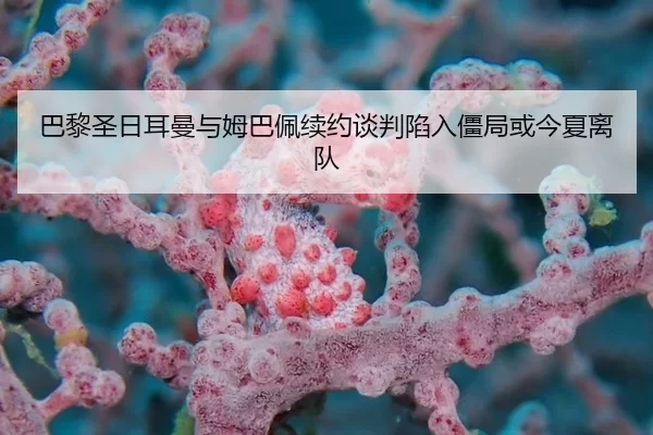 ba-li-sheng-ri-er-man-yu-mu-ba-pei-xu-yue-tan-pan-xian-ru-jiang-ju-huo-jin-xia-li-dui-2-683.jpg
